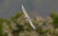 Whiskered Tern flying with flower background, Hong Kong