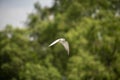 whiskered tern flying near mangrove forest Royalty Free Stock Photo