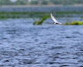 A Whiskered tern flying over a lake Royalty Free Stock Photo