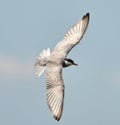 Whiskered tern flying over Neajlov Royalty Free Stock Photo