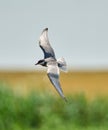 Whiskered tern flying over Neajlov Royalty Free Stock Photo