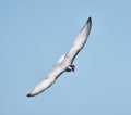 Whiskered tern flying over Neajlov Royalty Free Stock Photo