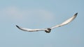 Whiskered tern flying over Neajlov Royalty Free Stock Photo