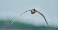 Whiskered tern flying over Neajlov Royalty Free Stock Photo