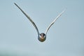 Whiskered tern flying over Neajlov Royalty Free Stock Photo