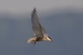 Whiskered Tern flying in the sky, Hong Kong