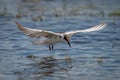 Whiskered tern grabs prey from sunlit river
