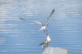 Whiskered tern feeding her baby