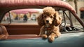 Whiskered Wanderlust: Poodle\'s Canine Car Expedition with Style and Panache