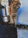 Whiskered Whimsy: Enchanting Cat Portrait