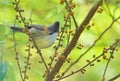 Whiskered Yuhina Royalty Free Stock Photo
