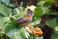 Whiskered Yuhina Yuhina flavicollis Beautiful Birds of Thailand eating fruit