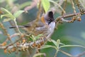 Whiskered Yuhina Yuhina flavicollis Birds of Thailand