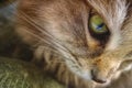 Whiskers and green eye of a Siberian adult cat. Royalty Free Stock Photo