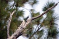 Whiskeytown National Recreation Area Woodpecker