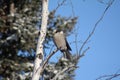 Gray Jay Whisky Jack in a Tree Royalty Free Stock Photo