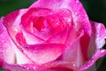 Whispering Elegance: Macro Shot of a White-Pink Rose with Water Jewels