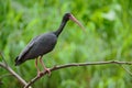 Whispering Ibis, Phimosus infuscatus, dark bird sitting on the branch in nature habitat, Santuario de Fauna y Flora OtÃÂºn Quimbaya Royalty Free Stock Photo