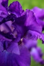 Whispering Inside a Bearded Purple Iris
