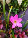 Whispering Petals: The Allure of Pink Rain Lilies