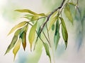 Whispering Willow Leaves in Watercolor Royalty Free Stock Photo