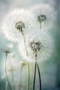 Delicate Dandelion Flowers. Generative AI