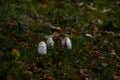 Whispering Woods: Copse of Shaggy Ink Cap Mushrooms on an Autumn Floor