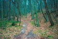 Whispering Woods: A Leaf-Strewn Path Royalty Free Stock Photo