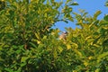 Whispers Among the Banyan A Light-Vented Bulbul Sings and Dances on the Branches Royalty Free Stock Photo
