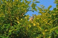 Whispers Among the Banyan A Light-Vented Bulbul Sings and Dances on the Branches Royalty Free Stock Photo