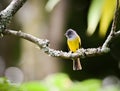 Whispers in the Canopy Grey-Headed Canary Flycatcher\'s Tale Royalty Free Stock Photo
