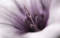 Whispers of Elegance: Purple Campanula Close-up