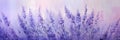 Whispers of Lavender: A Pastel Painting of Delicate Blooms Amids