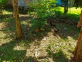 Whispers of Nature: Sunlit Noon in an Unoccupied Banana Grove