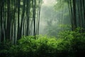 Whispers of the Orient: Bamboo Forests of China\'s Heartland Royalty Free Stock Photo