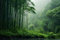 Whispers of the Orient: Bamboo Forests of China\'s Heartland Royalty Free Stock Photo