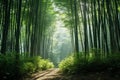 Whispers of the Orient: Bamboo Forests of China\'s Heartland Royalty Free Stock Photo