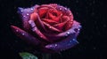 Whispers of Passion: A Valentine\'s Day Rose in Dark and Light Crimson Royalty Free Stock Photo