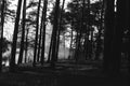 Whispers of the Past: Forest, Sunset, and Mist Immortalized in Monochrome Film