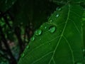 Whispers of Rain on Green Royalty Free Stock Photo