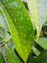 Whispers of Rain on green Leaves Royalty Free Stock Photo