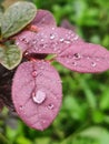 Whispers of Rain on Purple Leaves Royalty Free Stock Photo