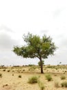 Whispers of Solitude Tharparkar's Desert Tree