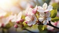 Whispers of Spring. Apple Blossoms in Gentle Sunlight. Generative AI