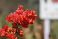 Whispers of Spring A Bougainvillea Portrait