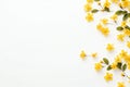 Whispers of Spring: Delicate Yellow Flowers on a Gentle Light Background
