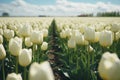 Whispers of Spring: Netherlands\' Subdued Tulip Blooms