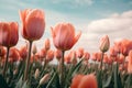 Whispers of Spring: Netherlands\' Subdued Tulip Blooms