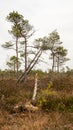 Whispers of Texture: Tree\'s Intricate Beauty in the Autumn Swamp