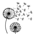 Whispers in the Wind, dandelion flower Royalty Free Stock Photo